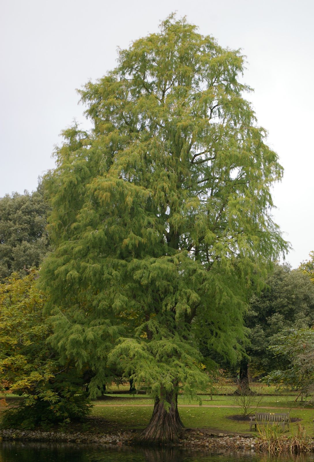 Western Bald Cypress (Taxodium mucronatum)